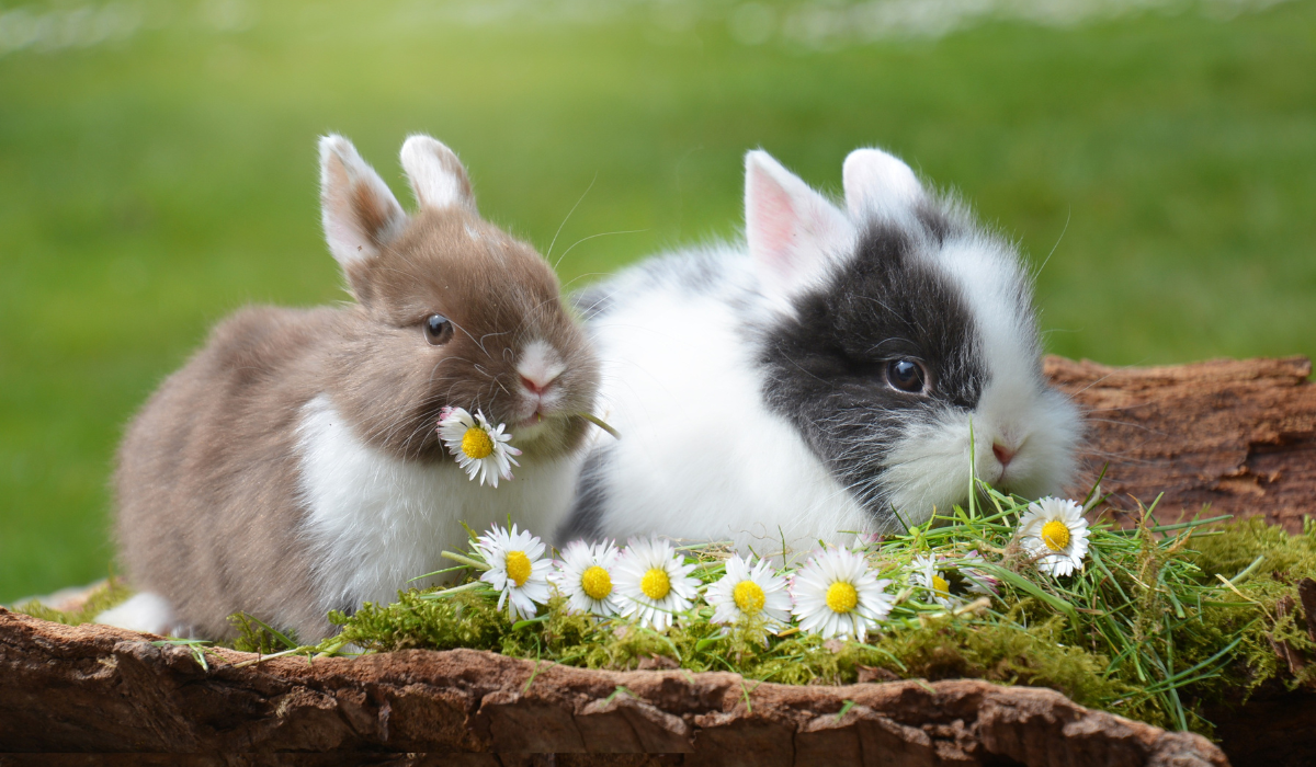Кога е добра идея да вземем храна за зайци с повишена чувствителност?