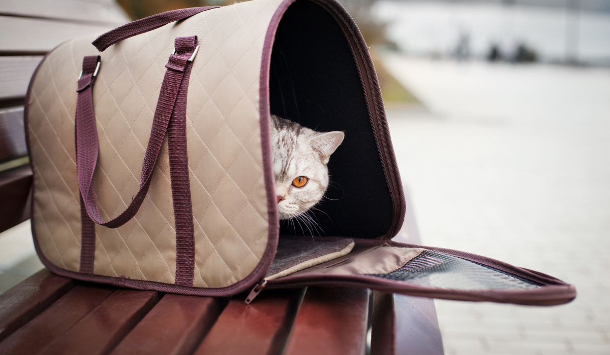 Как да изберем удобна транспортна чанта за котката?