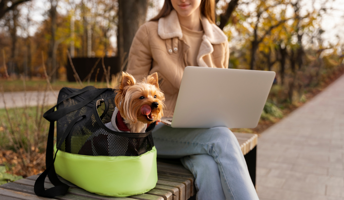 Осигурете комфорта на кучето по време на пътуване