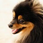 Щастливи кучета дребни породи с Royal Canin mini adult