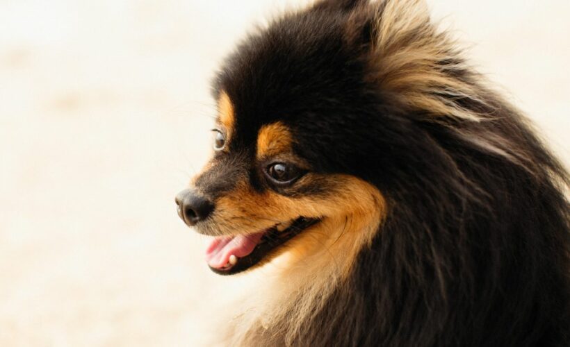 Щастливи кучета дребни породи с Royal Canin mini adult